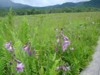 �R�n�M�{�E�V����������炢�Ă��܂����B